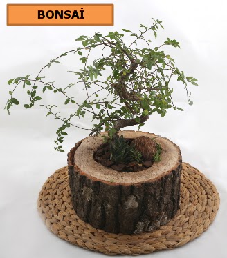 Doal aa ktk ierisinde bonsai bitkisi  Ankara Eymir Glba iek gnder