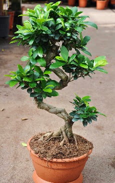 Orta boy bonsai saks bitkisi  Ankara Glba Karaali dn iekleri