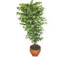 Ficus zel Starlight 1,75 cm   Glba Ankara cicek , cicekci 