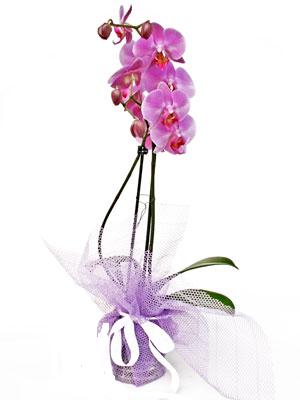  Ankara Glba anneler gn iek yolla  Kaliteli ithal saksida orkide