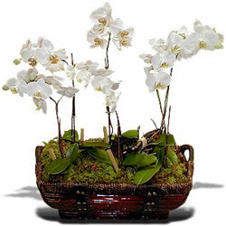  Ankara Glba iek , ieki , iekilik  Sepet ierisinde saksi canli 3 adet orkide