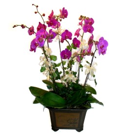  Glba Ankara cicek , cicekci  4 adet orkide iegi