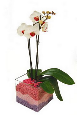  Ankara Eymir mahallesi Glba ieki adresleri telefonlar tek dal cam yada mika vazo ierisinde orkide