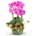  Ankara Semenler Glba iekiler 2 dal orkide , 2 kkl orkide - saksi iegidir