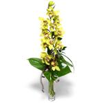  Ankara Semenler Glba iekiler cam vazo ierisinde tek dal canli orkide