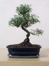 ithal bonsai saksi iegi  Ankara ncek Glba iek siparii