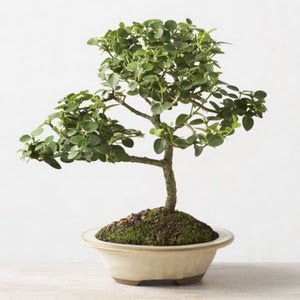 ithal bonsai saksi iegi  Ankara Glba iek online iek siparii 