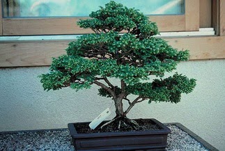 ithal bonsai saksi iegi  Ankara Glba 14 ubat sevgililer gn iek 