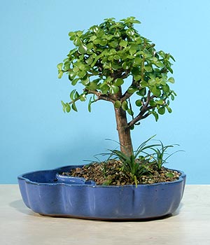 ithal bonsai saksi iegi  Ankara Glba ncek iekiler 