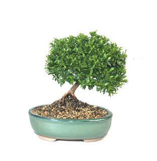 ithal bonsai saksi iegi  Ankara Glba cicekciler , cicek siparisi 