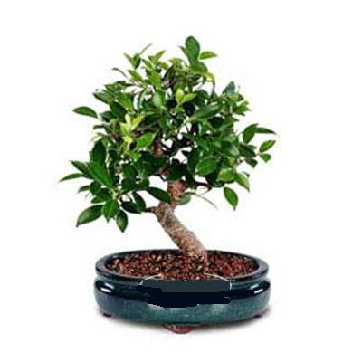 ithal bonsai saksi iegi  Ankara Glba Karagedik iek siparii sitesi 