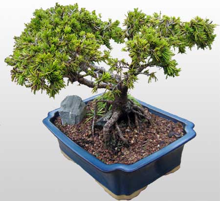 ithal bonsai saksi iegi  Ankara Glba afak mah. ieki maazas 