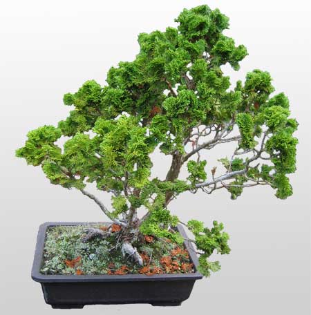 ithal bonsai saksi iegi  Ankara Semenler Glba iekiler