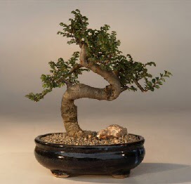 ithal bonsai saksi iegi  Ankara Glba 14 ubat sevgililer gn iek 