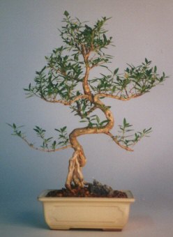  Ankara Glba Karyaka iek sat  ithal bonsai saksi iegi  Ankara ncek Glba iek siparii