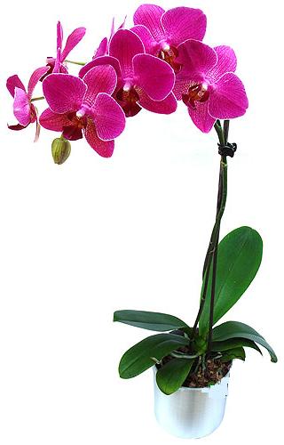  Ankara Glba afak mah. ieki maazas  saksi orkide iegi