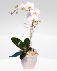 1 dall orkide saks iei  Ankara Glba Gaziosmanpaa online ieki , iek siparii 