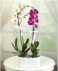 1 dal beyaz 1 dal mor yerli orkide saksda  Ankara iek servisi , Glba Karyaka ieki adresleri 