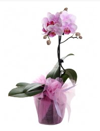 1 dal pembe orkide saks iei  Ankara Glba kaliteli taze ve ucuz iekler 
