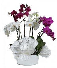 4 dal mor orkide 2 dal beyaz orkide  Ankara Glba anneler gn iek yolla 