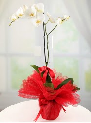 1 dal beyaz orkide saks iei  Glba Eymir mahallesi Ankara iek siparii 