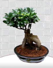 saks iei japon aac bonsai  Ankara Glba kaliteli taze ve ucuz iekler 