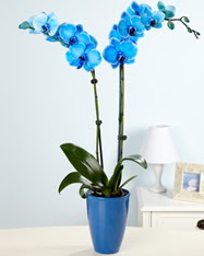 Esiz bir hediye 2 dall mavi orkide  Ankara Glba cicekciler , cicek siparisi 