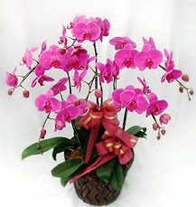 6 Dall mor orkide iei  Ankara Glba anneler gn iek yolla 