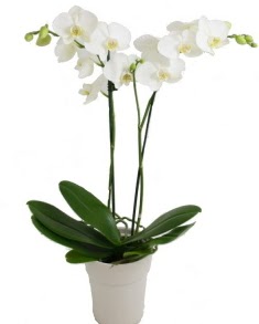 2 dall beyaz orkide  Ankara Eymir mahallesi Glba ieki adresleri telefonlar