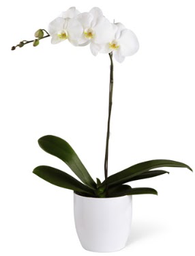 1 dall beyaz orkide  Ankara Glba 14 ubat sevgililer gn iek 