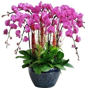 9 dall mor orkide  Ankara Glba 14 ubat sevgililer gn iek 