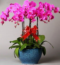 7 dall mor orkide  Ankara Glba iek online iek siparii 