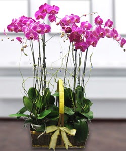 4 dall mor orkide  Ankara Glbaieki 