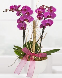 2 dall nmor orkide  Ankara Glba anneler gn iek yolla 