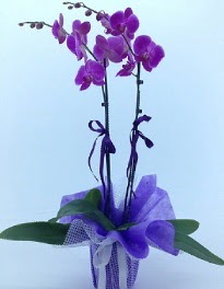2 dall mor orkide  Ankara Glba kaliteli taze ve ucuz iekler 