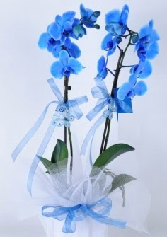 2 dall mavi orkide  Ankara Glba Oyaca iek sat 