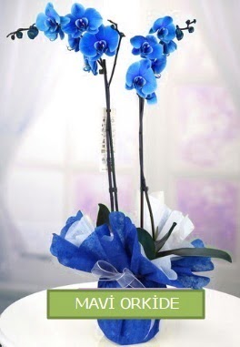 2 dall mavi orkide  Ankara Glba ncek iekiler 