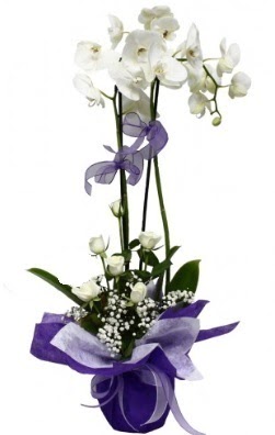 2 dall beyaz orkide 5 adet beyaz gl  Ankara Glba afak mah. ieki maazas 