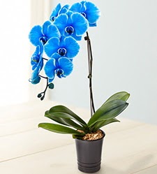 1 dall sper esiz mavi orkide  Ankara ncek Tapnar iek maazas , ieki adresleri 