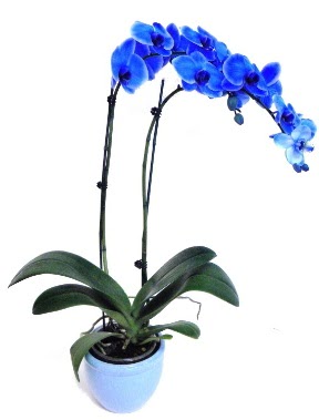 Seramikli 2 dall sper esiz mavi orkide  Ankara iek servisi , Glba Karyaka ieki adresleri 