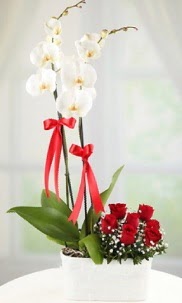 2 dall beyaz orkide ve 7 krmz gl  Ankara Bahelievler Glba nternetten iek siparii 