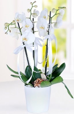 3 dall beyaz orkide  Ankara Glba ncek iek yolla
