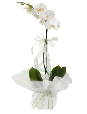 1 dal beyaz orkide iei  Ankara ncek Glba iek siparii