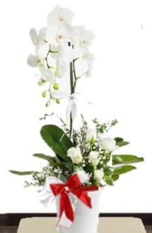 Tek dall beyaz orkide 5 beyaz gl  Ankara Glba Karagedik iek siparii sitesi 