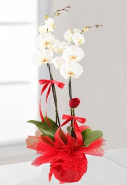 2 dall beyaz orkide ve 1 adet krmz gl  Ankara Glba anneler gn iek yolla 