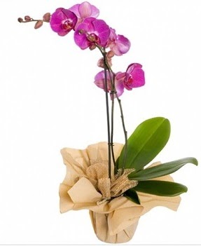 Tek dal mor orkide  Ankara Eymir Glba iek gnder