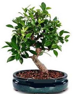 5 yanda japon aac bonsai bitkisi  Ankara Glba anneler gn iek yolla 