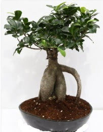 5 yanda japon aac bonsai bitkisi  Ankara Glba Oyaca iek sat 