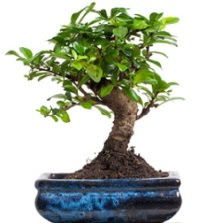 5 yanda japon aac bonsai bitkisi  Ankara Glba Karyaka iek sat 