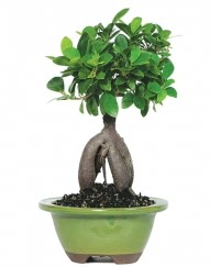 5 yanda japon aac bonsai bitkisi  Glba Ankara cicek , cicekci 